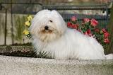 COTON DE TULEAR 018